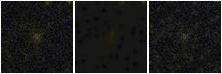 Missing file PGC039652-custom-montage-FUVNUV.png
