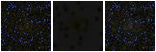 Missing file PGC039825-custom-montage-FUVNUV.png