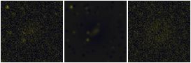 Missing file PGC039910-custom-montage-FUVNUV.png