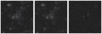 Missing file PGC039947-custom-montage-W1W2.png