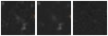 Missing file PGC039966-custom-montage-W1W2.png
