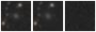 Missing file PGC040037-custom-montage-W1W2.png