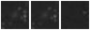 Missing file PGC040235-custom-montage-W1W2.png