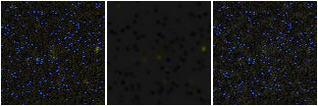 Missing file EVCC0504-custom-montage-FUVNUV.png