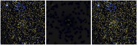 Missing file PGC040315-custom-montage-FUVNUV.png