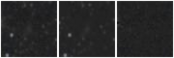 Missing file PGC040393-custom-montage-W1W2.png