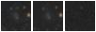 Missing file PGC040505-custom-montage-W1W2.png