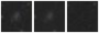 Missing file PGC040912-custom-montage-W1W2.png
