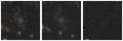 Missing file PGC1968108-custom-montage-W1W2.png