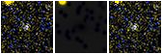 Missing file SDSSJ122414.10+184120.7-custom-montage-FUVNUV.png