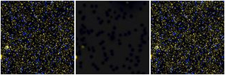 Missing file EVCC0819-custom-montage-FUVNUV.png