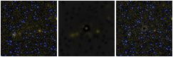 Missing file PGC040972-custom-montage-FUVNUV.png