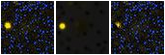 Missing file PGC041214-custom-montage-FUVNUV.png