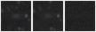 Missing file PGC041243-custom-montage-W1W2.png
