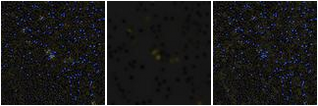 Missing file PGC041442-custom-montage-FUVNUV.png
