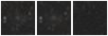 Missing file PGC135806-custom-montage-W1W2.png