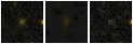Missing file SDSSJ122927.63+055825.0-custom-montage-FUVNUV.png