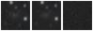 Missing file PGC041574-custom-montage-W1W2.png