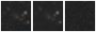 Missing file PGC041962-custom-montage-W1W2.png