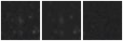Missing file PGC041994-custom-montage-W1W2.png