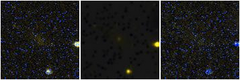 Missing file EVCC1002-custom-montage-FUVNUV.png
