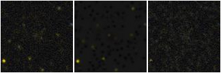 Missing file PGC042318-custom-montage-FUVNUV.png