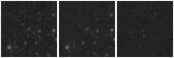 Missing file SDSSJ123701.44+220031.0-custom-montage-W1W2.png