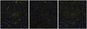 Missing file PGC042449-custom-montage-FUVNUV.png