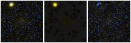 Missing file PGC042454-custom-montage-FUVNUV.png
