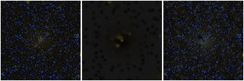 Missing file PGC042668-custom-montage-FUVNUV.png