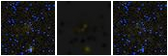 Missing file SDSSJ124042.09+054856.1-custom-montage-FUVNUV.png