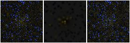 Missing file PGC042920-custom-montage-FUVNUV.png