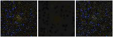 Missing file PGC043180-custom-montage-FUVNUV.png