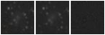 Missing file PGC043285-custom-montage-W1W2.png