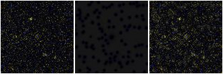 Missing file SDSSJ132031.63+435155.6-custom-montage-FUVNUV.png