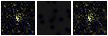 Missing file SDSSJ133108.40+445407.3-custom-montage-FUVNUV.png