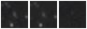 Missing file PGC101496-custom-montage-W1W2.png