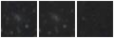 Missing file SDSSJ135212.37+400533.3-custom-montage-W1W2.png
