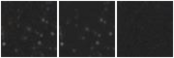 Missing file SDSSJ135218.63+375033.3-custom-montage-W1W2.png