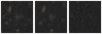 Missing file SDSSJ135730.82+212154.5-custom-montage-W1W2.png