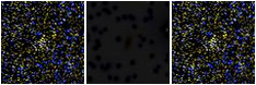 Missing file PGC2376061-custom-montage-FUVNUV.png