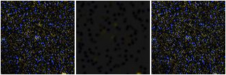 Missing file VFID2917-custom-montage-FUVNUV.png