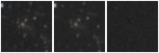 Missing file VFID5233-custom-montage-W1W2.png