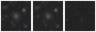 Missing file PGC050563-custom-montage-W1W2.png