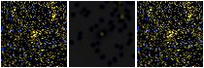 Missing file PGC2384052-custom-montage-FUVNUV.png