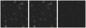 Missing file VFID1102-custom-montage-W1W2.png