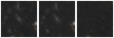 Missing file SDSSJ141717.50+364131.7-custom-montage-W1W2.png