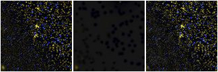 Missing file SDSSJ142156.58+162250.1-custom-montage-FUVNUV.png