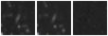 Missing file PGC140317-custom-montage-W1W2.png