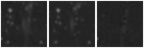 Missing file PGC091372-custom-montage-W1W2.png